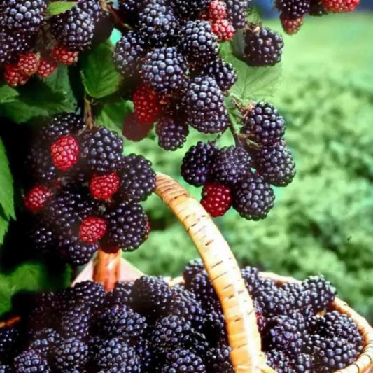 Sweet giant blackberry seeds – pack of 1