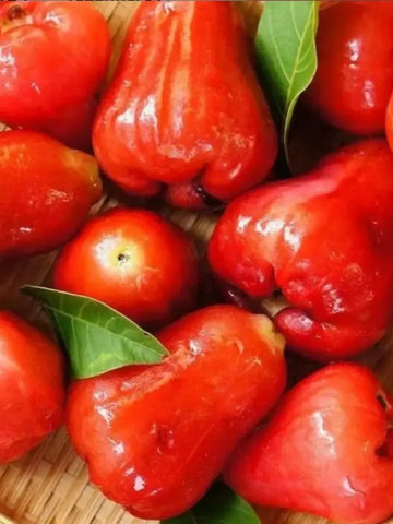 Thai Wax Apple Seeds