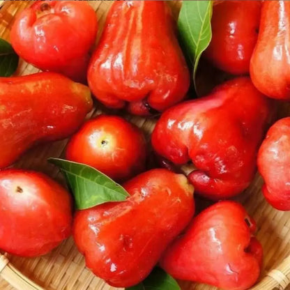 Thai wax apple seeds - gardening