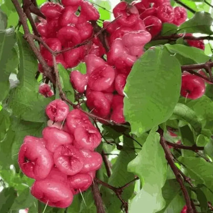 Thai wax apple seeds - gardening