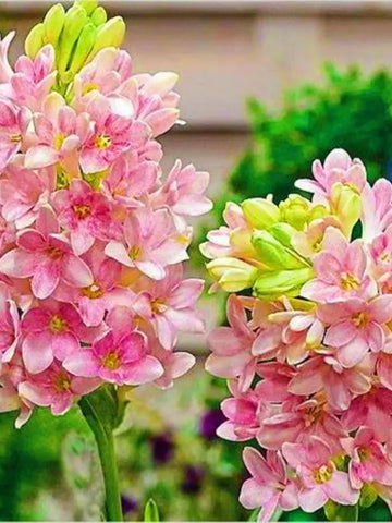 Tuberose Flower Bulbs
