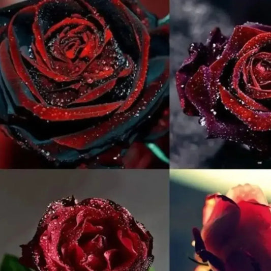 Velvet rose seeds – pack of 1