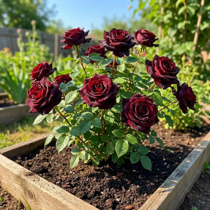 Velvet rose seeds – pack of 1
