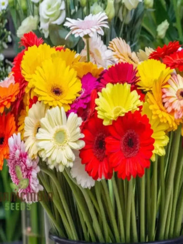 Vibrant Gerbera Daisy Seeds