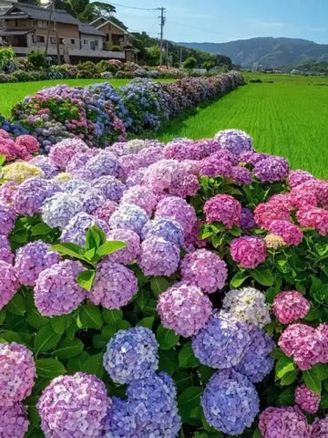 Vibrant Hydrangea Flower Seeds