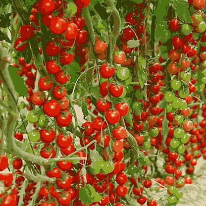Waterfall tomato seeds