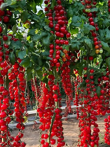 Waterfall Tomato Seeds