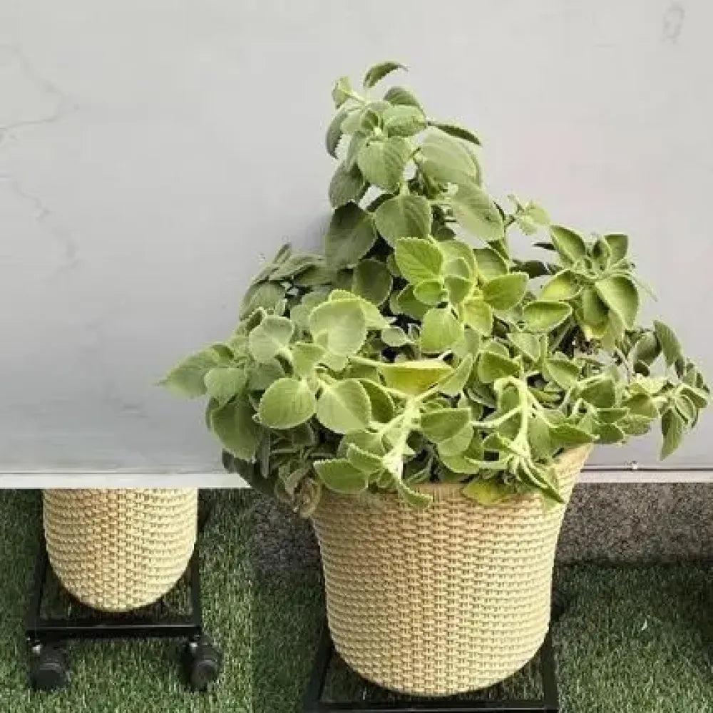 Wheel pot stand – pack of 1