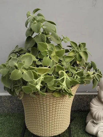 Wheel Pot Stand – Pack of 1