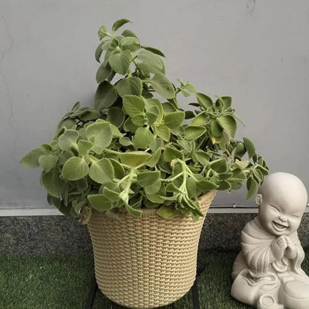 Wheel pot stand – pack of 1